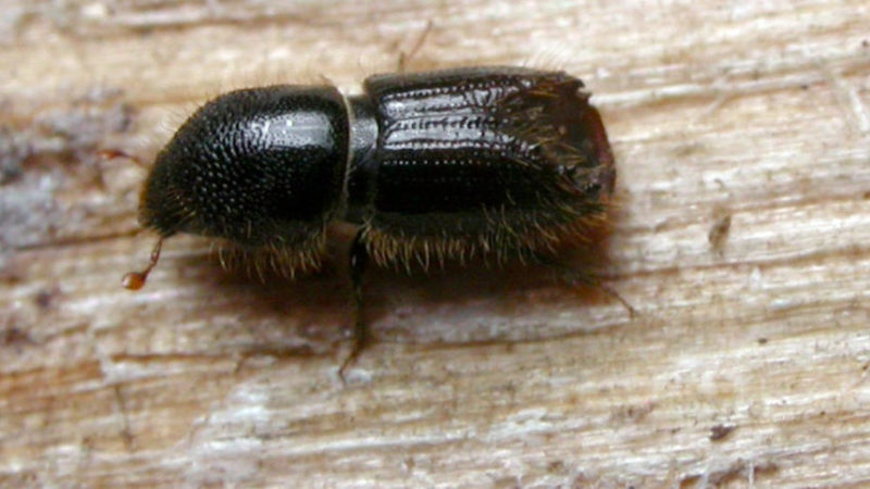 Bostrico, il punto sulla gestione dell’emergenza