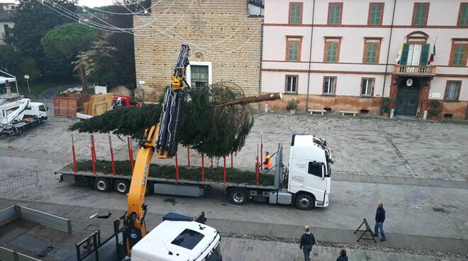 È arrivato a Cervia l’albero di Natale donato dal Comune di Pinzolo