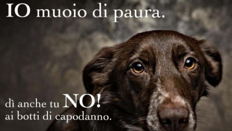 Fuochi e botti di artificio? NO GRAZIE