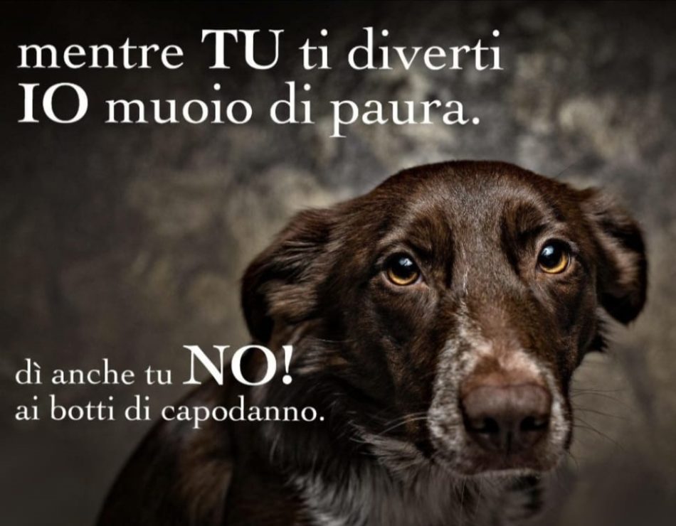Fuochi e botti di artificio? NO GRAZIE