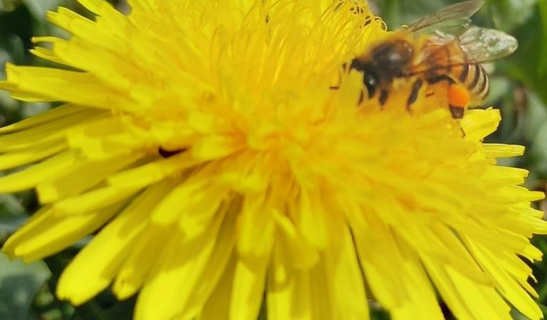 Associazione apicoltori Val Rendena: corso base di apicoltura e corso allevamento regine