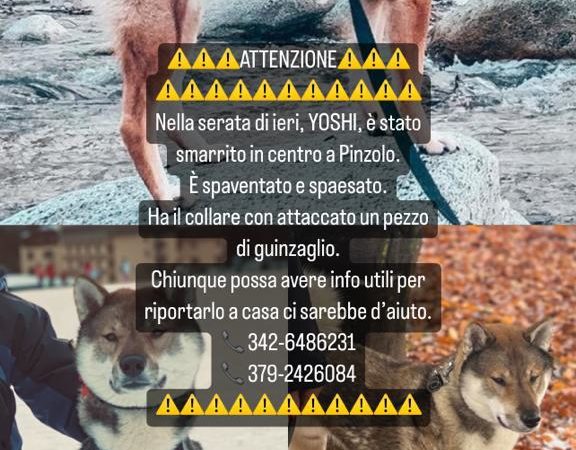 Yoshi disperso Pinzolo