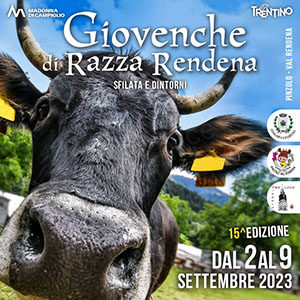 Giovenche di Razza Rendena 2023