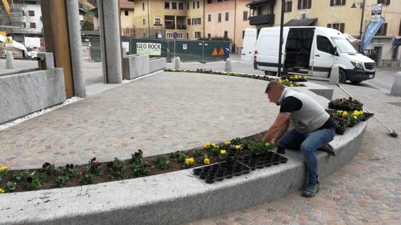 Tante viole del pensiero nelle aiuole del centro di Pinzolo