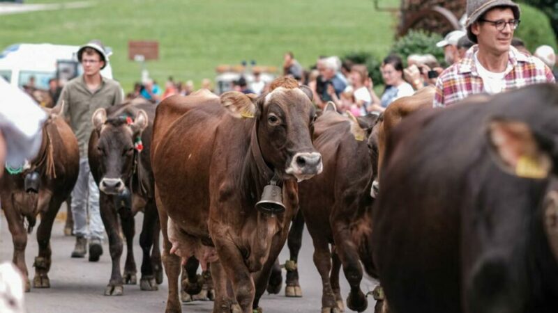 Mostra Provinciale razza Rendena – Caderzone Terme 15 Aprile 2023
