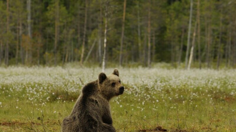 Orso aggredisce uomo in Val di Sole