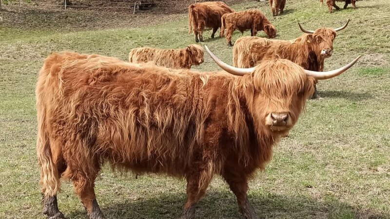 In Val Rendena si allevano anche le Highland