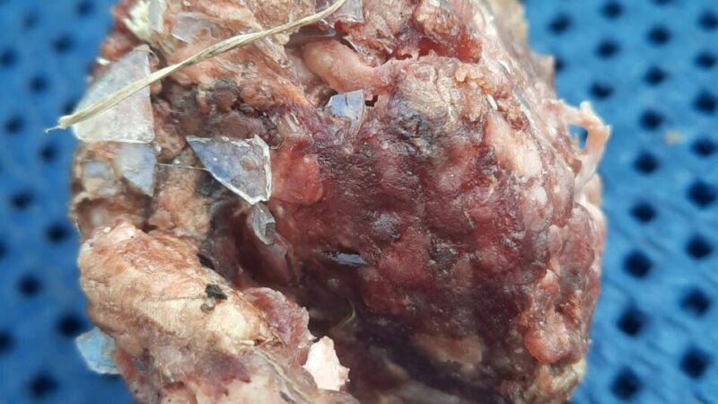 Località Sesena (Tre Ville) – Bocconi con vetri per uccidere i cani