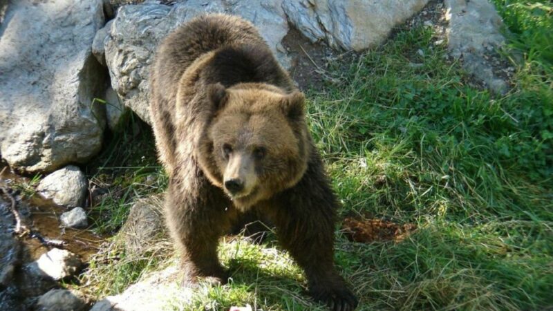 Il Parco Naturale Adamello Brenta: la gestione degli orsi è materia per tecnici e per l’approccio scientifico