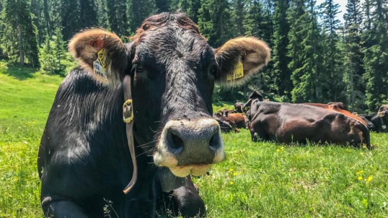 A  Caderzone Terme bovini di razza Rendena in mostra