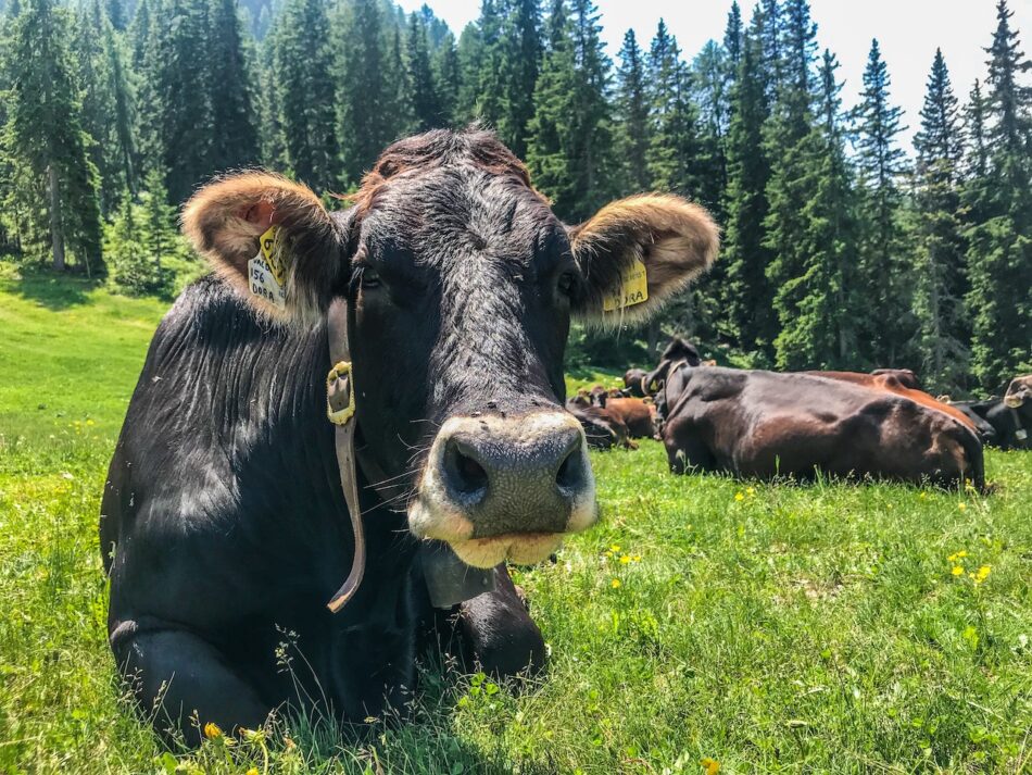 A  Caderzone Terme bovini di razza Rendena in mostra