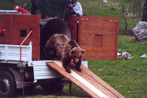 IL PROGETTO LIFE URSUS HA FALLITO. SUBITO ABBATTUTI I 4 ORSI PERICOLOSI E POI RIDUZIONE MASSICCIA DEL NUMERO DEGLI ESEMPLARI