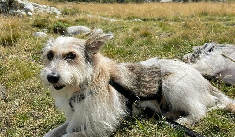 È stato smarrito ieri all’ora di Pranzo un cane meticcio di media taglia
