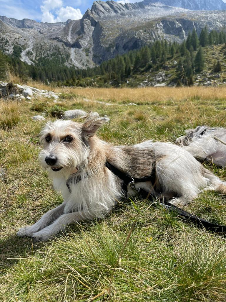 È stato smarrito ieri all’ora di Pranzo un cane meticcio di media taglia
