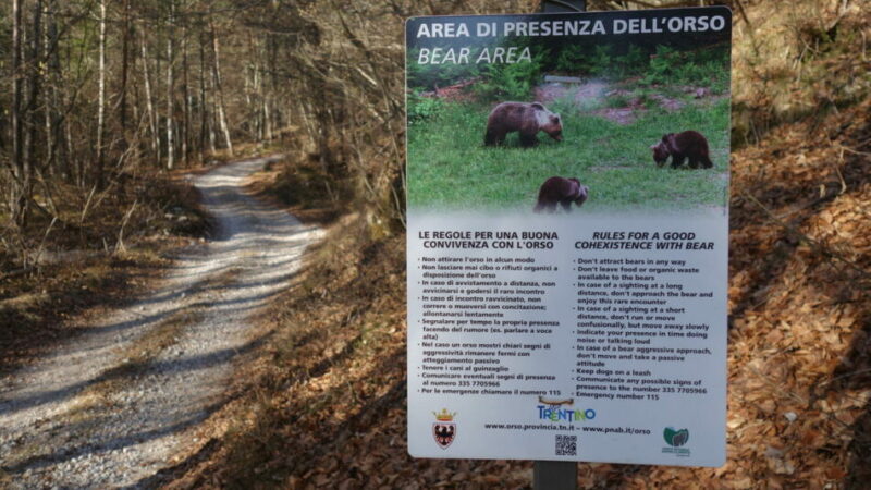 Orso, nessuna zona interdetta per la presenza dell’animale