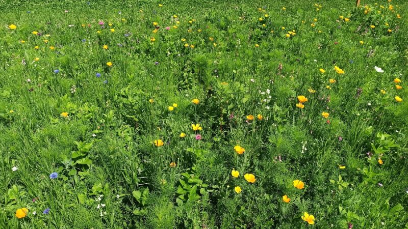 Pinzolo e la biodiversità – E’ cominciata la fioritura delle piante amiche delle api