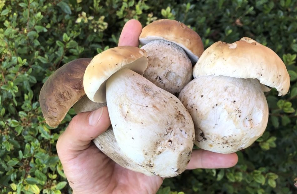 Pinzolo – Per il fine settimana sono previsti sole, funghi e tanti appuntamenti in Val Rendena