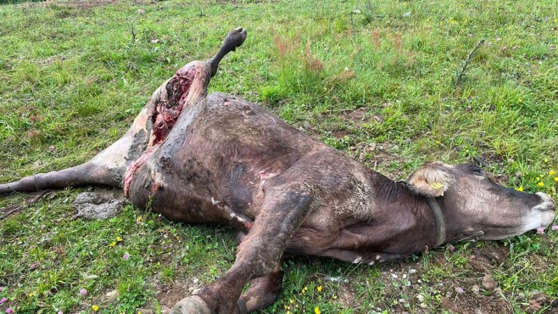 Altra predazione dell’orso a malga Cioca