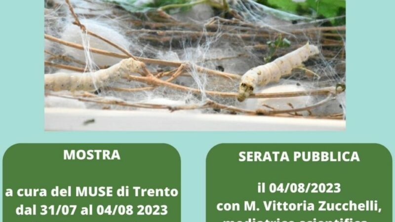 “Il baco: la lunga storia di un filo di seta” – Mostra presso il Museo delle palafitte di Fiavè