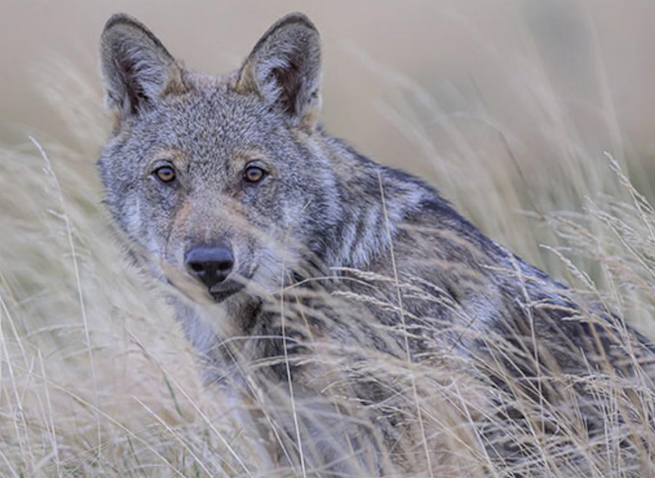 Presentato il Rapporto grandi carnivori: il punto su orsi e lupi in Trentino