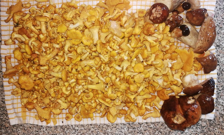 Tanti funghi, soprattutto finferli, nei boschi della val Rendena