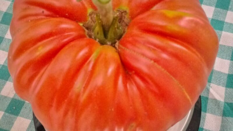 A Pinzolo solo solo funghi record, anche pomodori di oltre un kg!