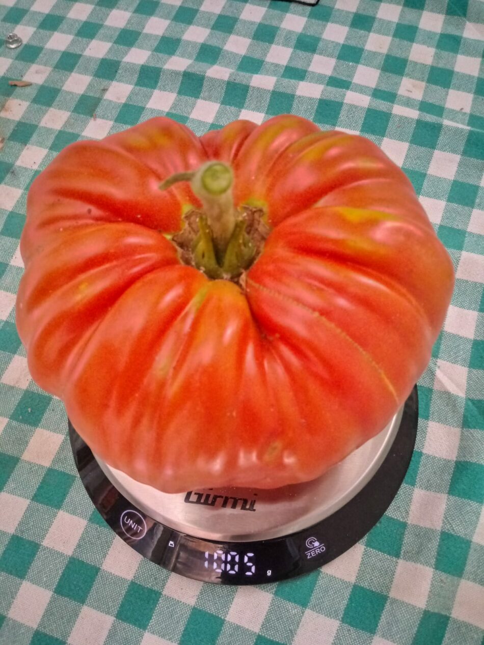 A Pinzolo solo solo funghi record, anche pomodori di oltre un kg!
