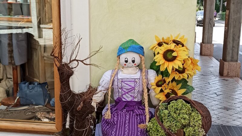 Nelle piazze e nelle vetrine di Pinzolo stanno tornando le Giovenche di razza Rendena