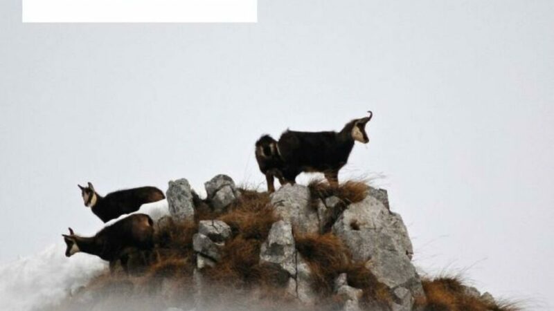 Carisolo 8 agosto – A “I martedì del Parco” il progetto Biomiti e il libro “Noi Parco: la fauna”