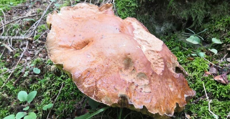 Porcino record raccolto nei boschi di Massimeno