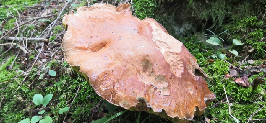 Porcino record raccolto nei boschi di Massimeno