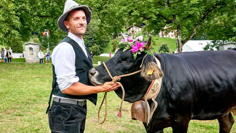 Mancano 31 giorni alla sfilata delle Giovenche di Rendena lungo le vie di Pinzolo