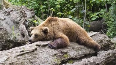 Trovata morta in valle del Chiese l’orsa F36