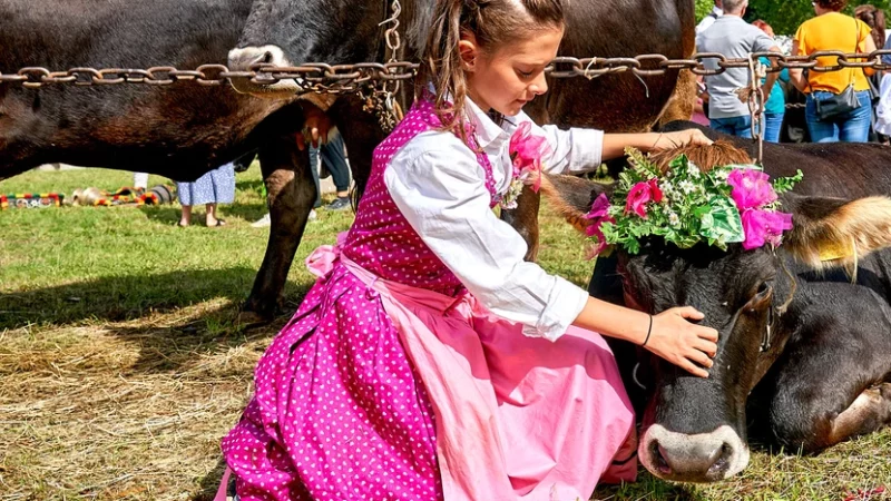 Giovenche di razza Rendena: la kermesse che celebra l’anima rurale della Val Rendena. Giovedì il convegno