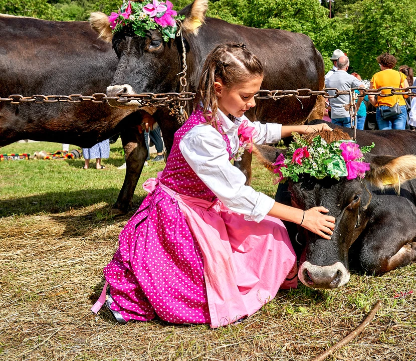 Giovenche di razza Rendena: la kermesse che celebra l’anima rurale della Val Rendena. Giovedì il convegno