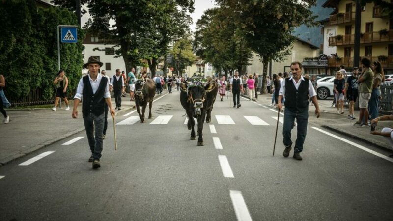 Giovenche di razza Rendena, un successo sempre maggiore
