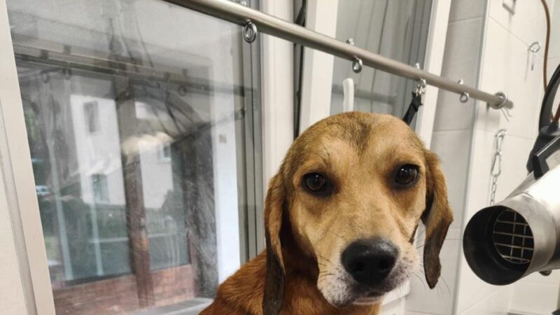 Pinzolo: cagnolino cerca casa