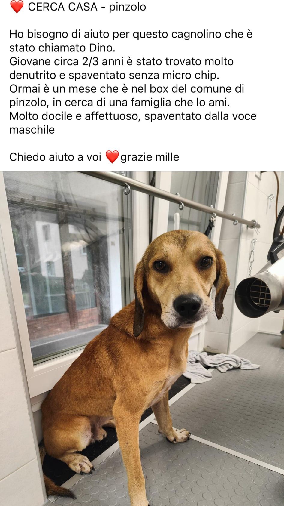 Pinzolo: cagnolino cerca casa
