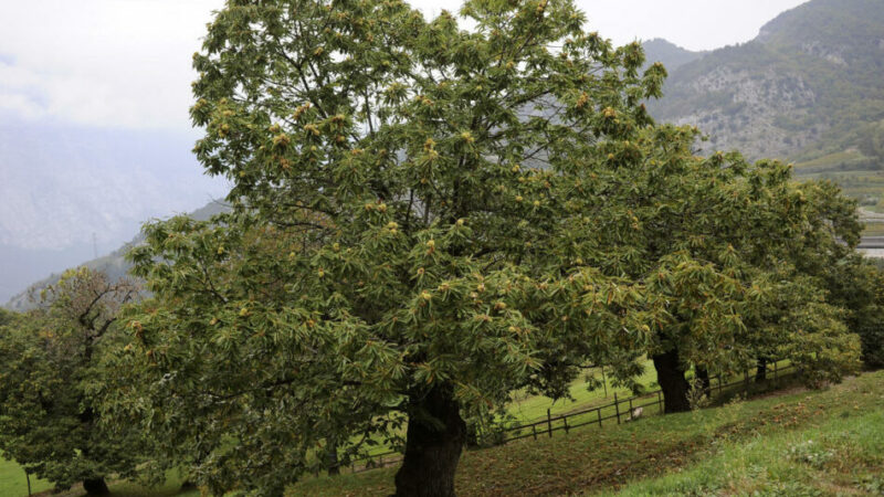Contributi per il recupero di castagneti ai fini paesaggistici, domande dal 2 ottobre al 20 novembre