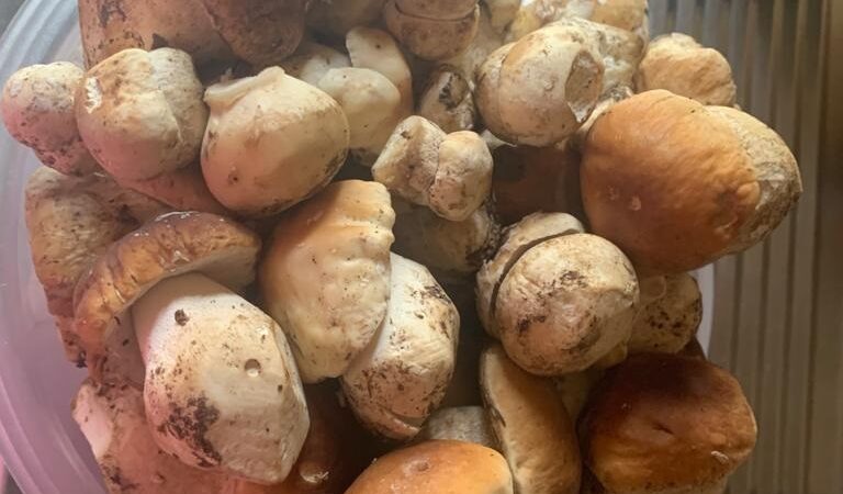 Raccolta funghi: continua la stagione da record in val Rendena