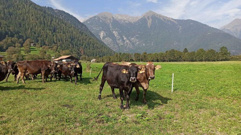 Madonna di Campiglio – L’Ottobrata di Rendena fa scoprire l’atmosfera rurale della nostra Valle