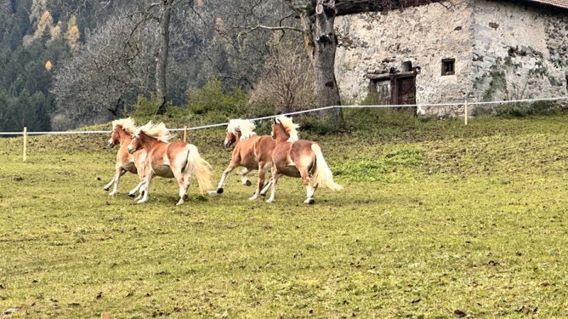 Domenica 17 alle 11.50 – A MelaVerde il richiamo della montagna trentina