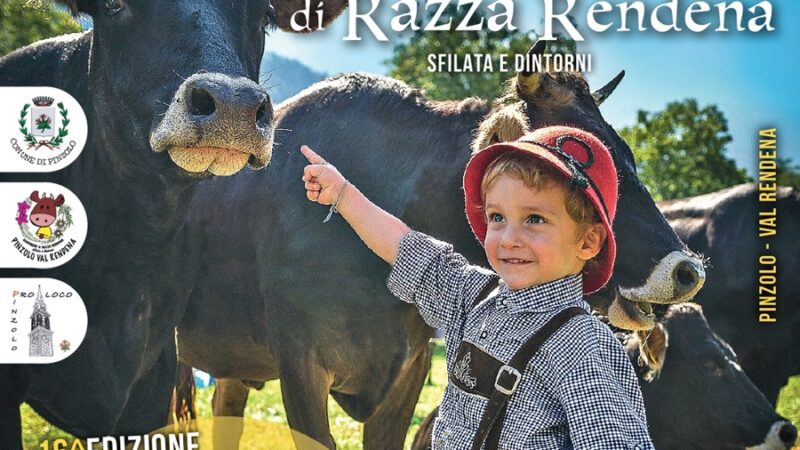 Giovenche di razza Rendena. Sfilata e… dintorni – dal 31 agosto al 7 settembre 2024