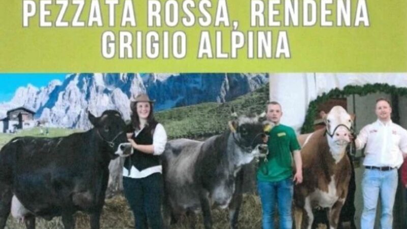 Trento sabato 6 aprile: Mostra Provinciale Pezzata Rossa, Rendena, Grigio Alpina