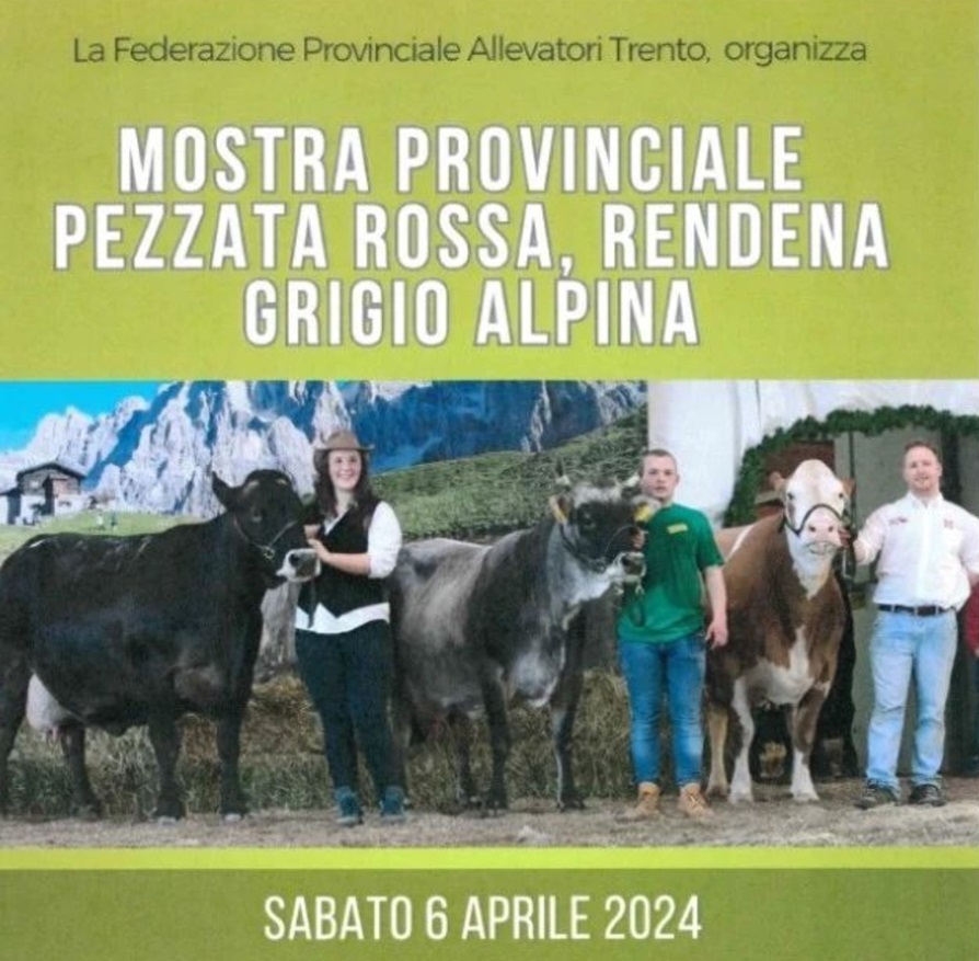 Trento sabato 6 aprile: Mostra Provinciale Pezzata Rossa, Rendena, Grigio Alpina