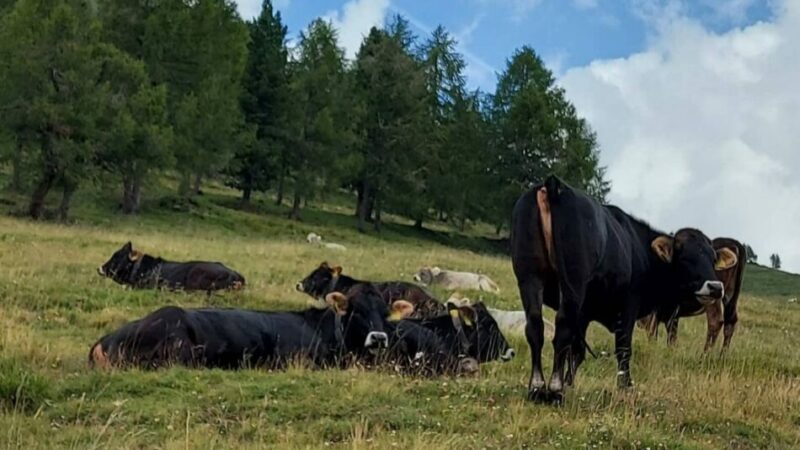 Nel 1893 il principe di Schwarzenbach acquistò 8 capi di razza Rendena