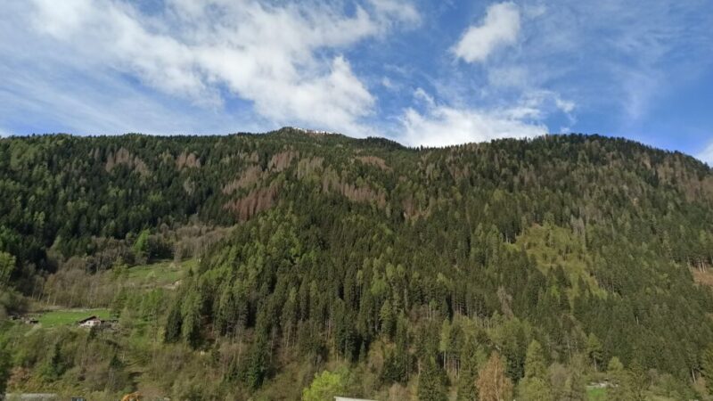 Bostrico: in Trentino si è rilevata una flessione dei livelli di popolazione del 20%