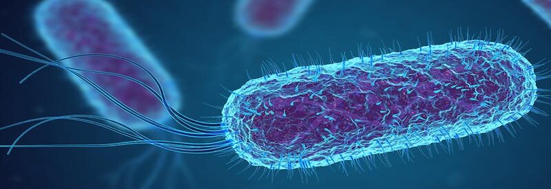 Infezioni da Escherichia coli che producono Shiga Tossina (STEC), come prevenire