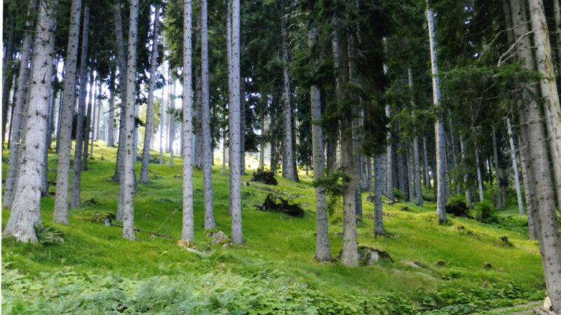 Orso: rinvenuta una femmina morta con i resti di un piccolo