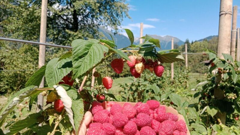 Tra Bocenago e Massimeno il self-service dei lamponi. Ed è già un successo